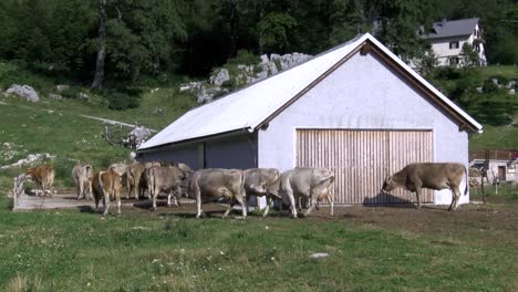 cows-in-front-of-barn-on-mountain-pasture-walking-and-grazing,-summer-day,-static