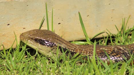 Blue-Tongue-Lizard-Close-Up-Blinking-Sitting-By-Fence-In-Garden