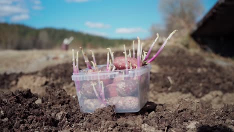 Süßkartoffeln-Mit-Sprossen-Bereit-Zum-Einpflanzen-Auf-Den-Boden-Im-Garten