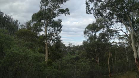 Altos-Eucaliptos-En-Un-Barranco-En-Los-Alpes-Australianos.