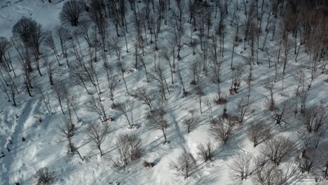 Ein-Verschneiter-Wald-Mit-Schatten,-Die-über-Schneebedeckte-Bäume-Fallen,-Klar-Und-Heiter,-Luftaufnahme