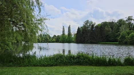 Toma-Estática-De-Vista-Al-Lago-En-Un-Jardín-Salvaje.