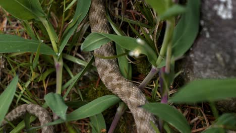 Cerca-De-Un-Cuerpo-De-Serpiente-Arrastrándose-En-El-Valle-De-Verzasca,-Lavertezzo