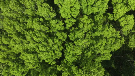Lush-green-canopy-in-big-cypress-tree-state-park,-tennessee,-capturing-vibrant-spring-foliage,-aerial-view