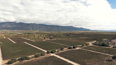 A-stunning-drone-image-revealing-a-vast-vineyard-in-Cafayate