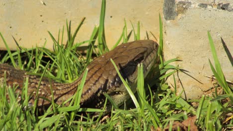 Blue-Tongue-Lizard-Laying-In-Grass-Garden-Blinks-Close-Up-Maffra,-Gippsland,-Victoria,-Australia,-Sunny-Daytime