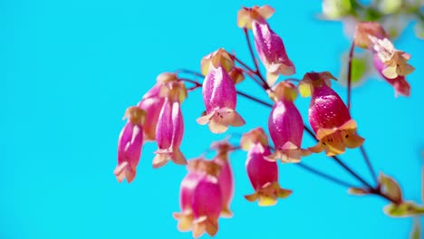 Esta-Encantadora-Escena-Captura-El-Resplandor-De-Una-Planta-Kalanchoe-Bañada-Por-La-Luz-Del-Sol,-Enclavada-En-Medio-De-Una-Exuberante-Hierba-Verde-Bajo-Un-Dosel-De-Cielos-Despejados-Y-Azules.