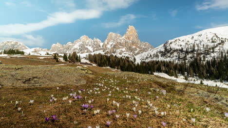Time-lapse-shot-of-growing-flowers-on-hills-during-spring-season-in-Italian-mountains-Pale-di-San-Martino,-Trentino