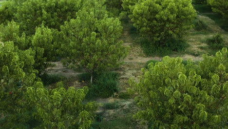 Peace-Orchard-In-Arkansas-Mit-Sichelförmigen-Laubbäumen,-Die-In-Reihen-Gepflanzt-Sind,-Während-Insekten-Fliegen