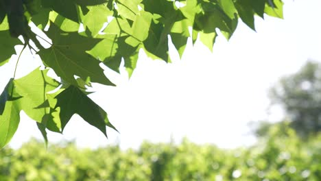 Lush-green-maple-leaves-swaying-gently-in-the-breeze