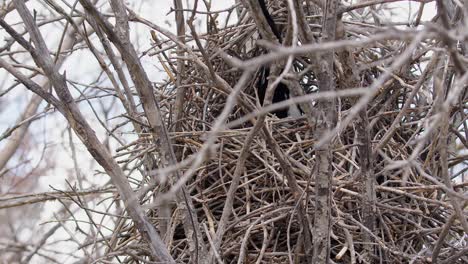 El-Pájaro-Urraca-Parcialmente-Oscurecido-Desaparece-En-Un-Gran-Nido-De-Ramita-En-Un-árbol