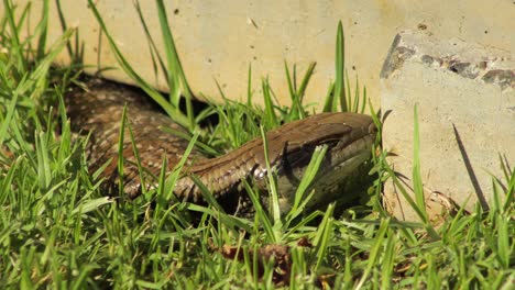 Blue-Tongue-Lizard-Going-To-Sleep-In-Garden-Close-Up-Maffra,-Gippsland,-Victoria,-Australia,-Sunny-Daytime