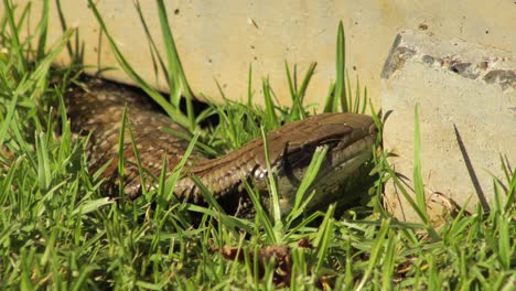 Lagarto-De-Lengua-Azul-Yendo-A-Dormir-En-El-Jardín-Cerca-De-Maffra,-Gippsland,-Victoria,-Australia,-Día-Soleado