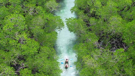 two-people-kayaking-on-a-river-between-a-mangrove-forest-in-Belitung-Indonesia,-aerial-top-down