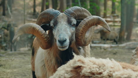 Close-Up-of-a-Mature-Cameroon-Sheep-Ram-with-Large-Horns