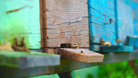 Cinematic-shot-of-a-tired-bee-with-pollen-trying-to-enter-in-the-hive