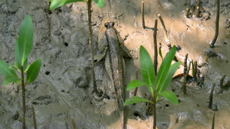 Lying-still-on-a-muddy-estuarine-coastline,-surrounded-by-mangrove-seedlings,-a-mudskipper-camouflaged-itself-in-a-natural-habitat-in-Samut-Prakan,-in-Thailand