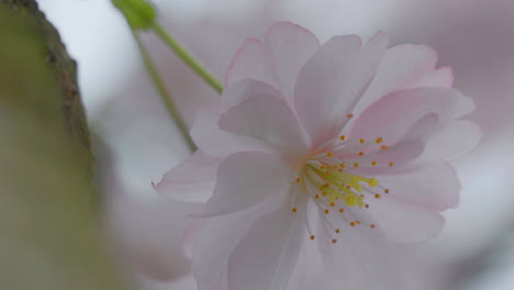 Makroaufnahme-Einer-Hellrosa-Blume-Mit-Feinen-Details-Wie-Gelbem-Pollen-Und-Weichen-Blütenblättern-Vor-Einem-Unscharfen-Hintergrund
