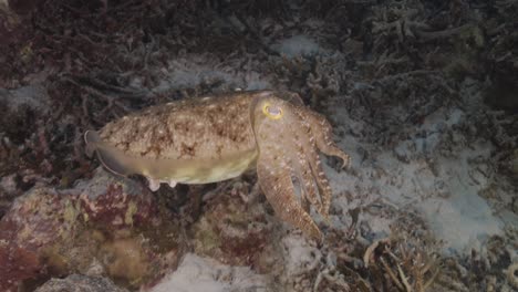 Sepia,-Tintenfisch-Auf-Einem-Tropischen-Korallenriff,-Der-Seine-Farbe-Und-Struktur-ändert,-Um-Sich-Zu-Tarnen-Und-Mit-Der-Umgebung-Zu-Verschmelzen