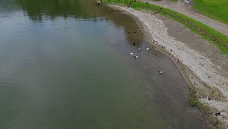 Circle-view-of-group-of-ducks-at-the-water's-edge
