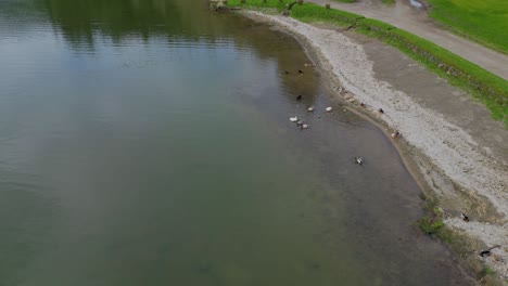 Vista-Circular-De-Un-Grupo-De-Patos-A-La-Orilla-Del-Agua.