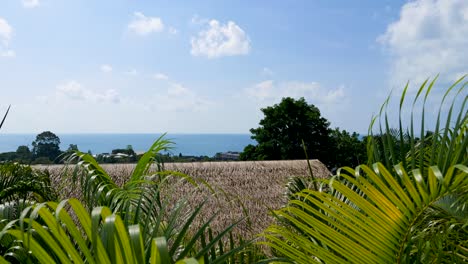 Beautiful-tropical-resort-with-view-out-on-open-ocean