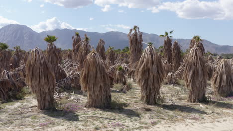 Dried-Palm-Trees-Amidst-Badlands-with-Mountainous-Background