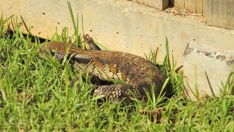 Blue-Tongue-Lizard-Resting-By-Stone-Fence-In-Garden-Jumps