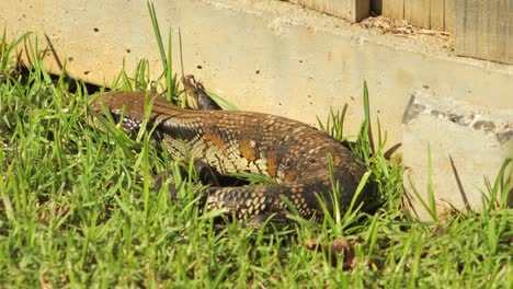 Lagarto-De-Lengua-Azul-Descansando-Junto-A-Una-Valla-De-Piedra-En-El-Jardín-Salta