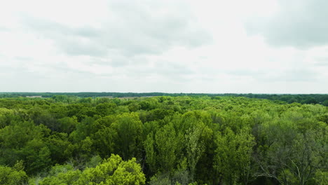 Bosque-Siempre-Verde-Del-Parque-Estatal-Big-Cypress-Tree-En-El-Condado-De-Welley,-Tennessee,-Estados-Unidos