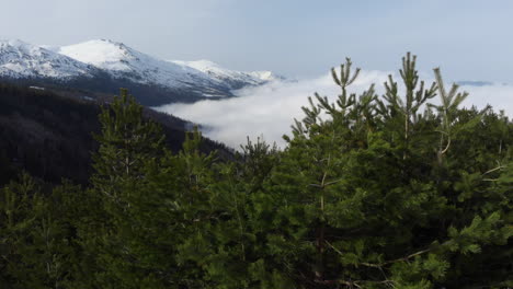 Vista-Por-Drones-De-Hermosas-Laderas-De-Bosques-De-Coníferas-En-Las-Laderas-De-Las-Montañas-Cubiertas-De-Nubes-Flotantes-De-Niebla-Pico-Cubierto-De-Nieve-A-Lo-Lejos-Día-Soleado-De-Invierno