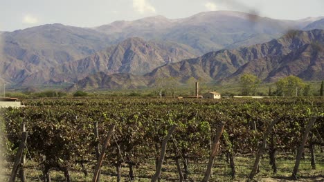 Picturesque-view-of-a-vineyard-with-the-imposing-Andes-mountains-in-the-background