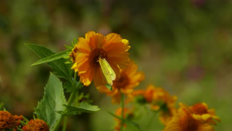 Una-Hermosa-Mariposa-Se-Sienta-En-El-Girasol,-El-Viento