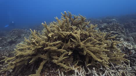 Arrecife-De-Coral-Tropical,-La-Cámara-Nada-Lentamente-Sobre-Una-Hermosa-Formación-De-Coral