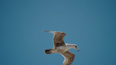 Juvenile-Seagull-Soaring-Against-The-Blue-Sky-In-Baja-California-Sur,-Cabo,-Mexico