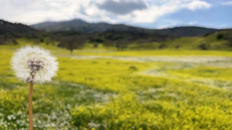 We-see-in-the-foreground-a-plant-called-dandelion-that,-by-turning-it,-releases-its-seeds-propelled-through-the-air,-leaving-a-beautiful-meadow-full-of-yellow-and-white-flowers-in-Avila,-Spain