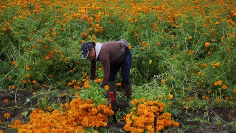 Farmer-woman-selecting-the-best-marigold-flowers-and-preparing-bouquets-for-selling-to-the-local-markets