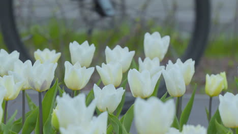 Los-Tulipanes-Blancos-Florecen-Vibrantemente,-Agrupados-Estrechamente-En-Un-Parterre-Del-Jardín,-Mostrando-Pureza-Y-Simplicidad-En-Su-Entorno-Primaveral.