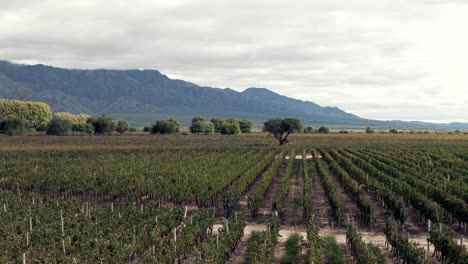 Aerial-image-moving-laterally,-showcasing-beautiful-vineyards-in-Cafayate,-Salta,-Argentina,-capturing-the-vastness-and-beauty-of-the-grape-plantations