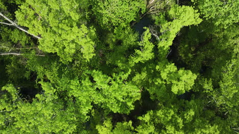 Dichtes-Baumdach-Im-Big-Cypress-Tree-State-Park,-Weakley-County,-Tennessee,-USA