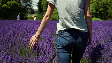 Girl-walking-in-lavander-field-and-touching-blossom-during-sunny-day-in-New-Zealand