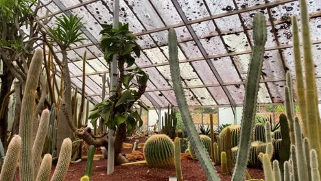 Panning-through-Greenhouse-Cactus-Plants