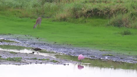 Deer,-spoonbill-and-sandhill-crane-sported-at-Myakka-State-Park,-Florida-during-an-outdoors-camping-trip