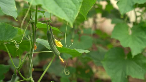 Close-up-of-fresh-cucumber-hanging-on-vine-in-lush-garden-during-daylight