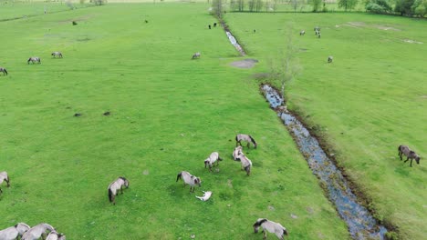 Wildpferde-Und-Auroxen-Kühe-Laufen-Auf-Dem-Feld-Des-Pape-Nationalparks,-Lettland