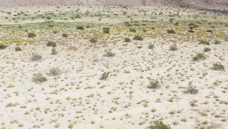 Aerial-view-of-wildflowers,-Anza-Borrego-State-Park,-California,-USA