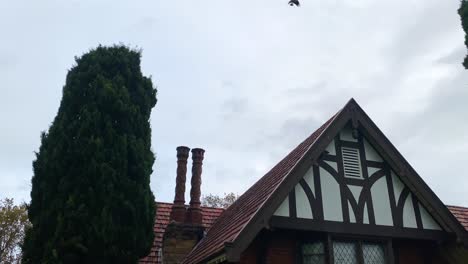 Old-Cottage-roof-on-rainy-day-with-passing-birds