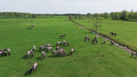 Wild-Horses-and-Auroxen-Cows-Running-in-the-Field-of-Pape-National-Park,-Latvia