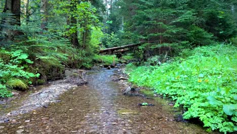 A-forest-stream-flows-gently,-flanked-by-lush-vegetation-and-trees