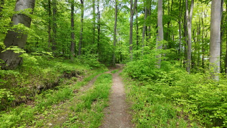 Caminando-Moviéndose-En-El-Bosque-Primavera